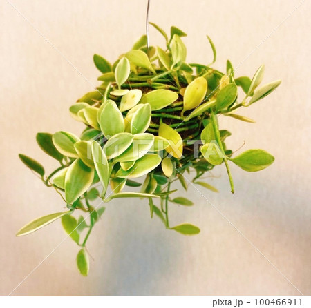 吊るされたペペロミア 吊るされたペペロミア 100466911