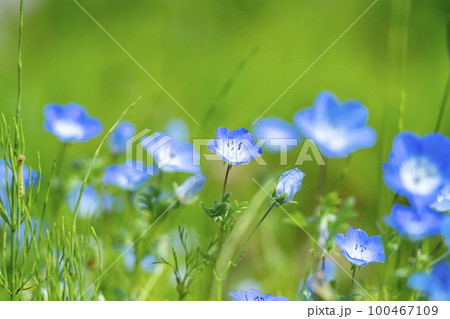 可愛らしく咲くネモフィラの花 100467109