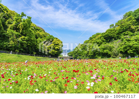 【神奈川県】くりはま花の国に咲く満開のポピー 100467117
