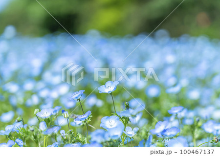可愛らしく咲くネモフィラの花 可愛らしく咲くネモフィラの花 100467137