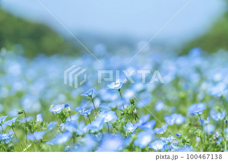 可愛らしく咲くネモフィラの花 可愛らしく咲くネモフィラの花 100467138