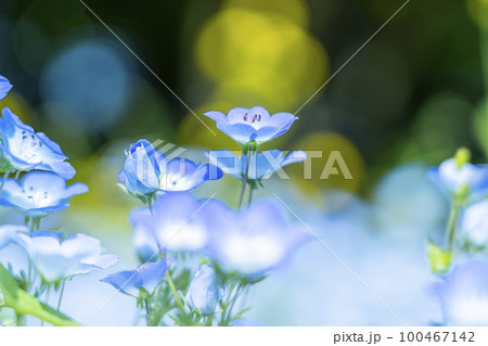 可愛らしく咲くネモフィラの花 100467142
