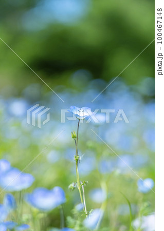 可愛らしく咲くネモフィラの花 100467148
