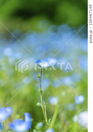 可愛らしく咲くネモフィラの花 100467149