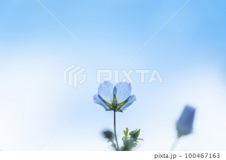 可愛らしく咲くネモフィラの花 可愛らしく咲くネモフィラの花 100467163