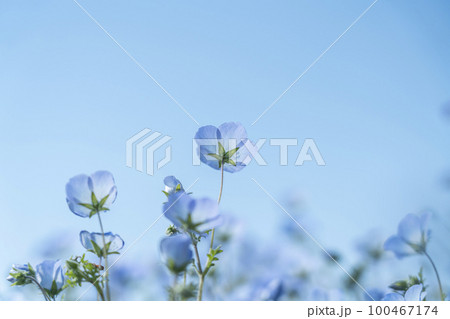 可愛らしく咲くネモフィラの花 100467174