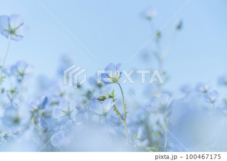 可愛らしく咲くネモフィラの花 可愛らしく咲くネモフィラの花 100467175