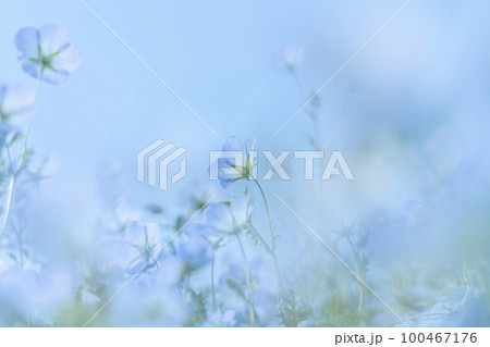 可愛らしく咲くネモフィラの花 100467176