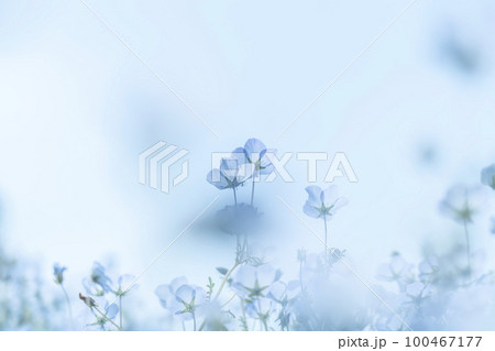 可愛らしく咲くネモフィラの花 可愛らしく咲くネモフィラの花 100467177