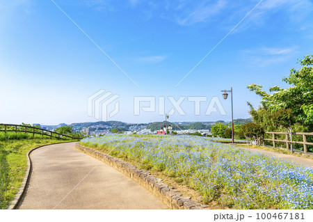 【神奈川県】くりはま花の国に咲く満開のネモフィラ 【神奈川県】くりはま花の国に咲く満開のネモフィラ 100467181