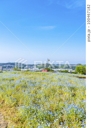 【神奈川県】くりはま花の国に咲く満開のネモフィラ 100467182