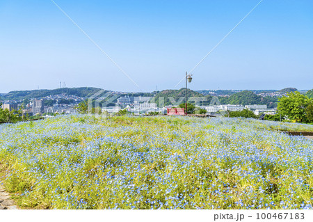 【神奈川県】くりはま花の国に咲く満開のネモフィラ 100467183