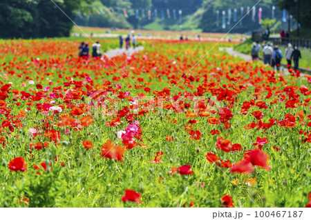 【神奈川県】くりはま花の国に咲く満開のポピー 100467187
