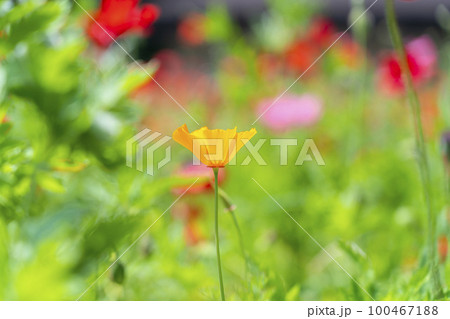 可愛らしく咲くポピーの花 100467188