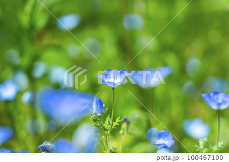 可愛らしく咲くネモフィラの花 100467190