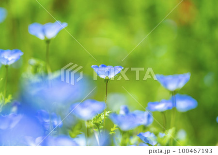 可愛らしく咲くネモフィラの花 可愛らしく咲くネモフィラの花 100467193