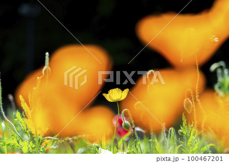 可愛らしく咲くポピーの花 100467201