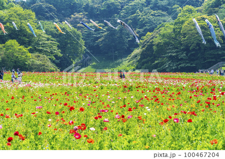 【神奈川県】くりはま花の国に咲く満開のポピー 100467204
