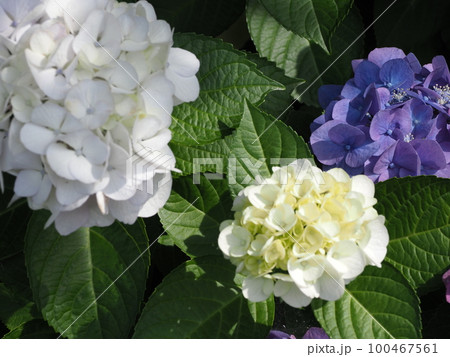 紫陽花 100467561