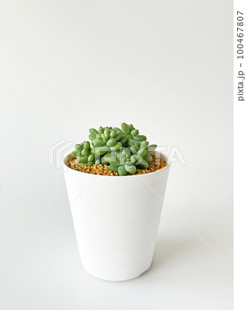 多肉植物ビアホップ01 100467807