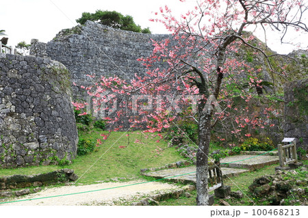 世界遺産 中城城跡 満開のカンヒザクラ 世界遺産 中城城跡 満開のカンヒザクラ 100468213