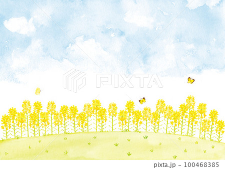 菜の花畑　水彩イラスト 100468385