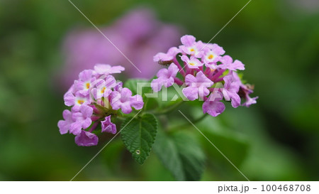 ランタナ（コバノランタナ：Trailing lantana） 100468708