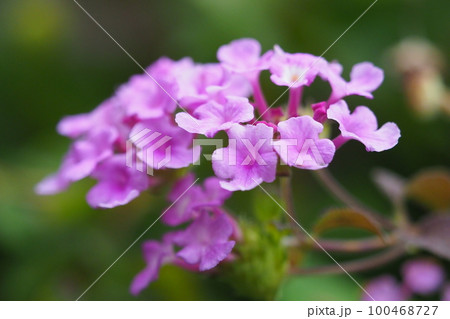 ランタナ（コバノランタナ：Trailing lantana） 100468727
