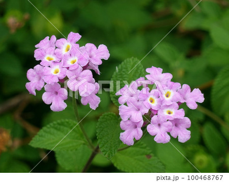 ランタナ（コバノランタナ：Trailing lantana） 100468767