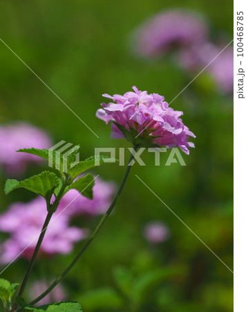 ランタナ(コバノランタナ:Trailing lantana) ランタナ(コバノランタナ:Trailing lantana) 100468785
