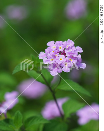 ランタナ(コバノランタナ:Trailing lantana) ランタナ(コバノランタナ:Trailing lantana) 100468786