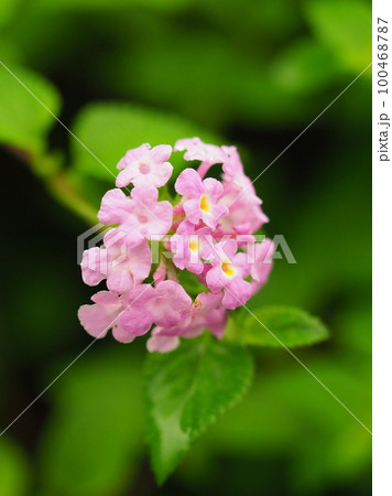 ランタナ(コバノランタナ:Trailing lantana) ランタナ(コバノランタナ:Trailing lantana) 100468787