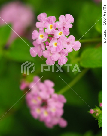 ランタナ(コバノランタナ:Trailing lantana) ランタナ(コバノランタナ:Trailing lantana) 100468788