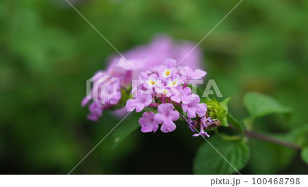 ランタナ(コバノランタナ:Trailing lantana) ランタナ(コバノランタナ:Trailing lantana) 100468798