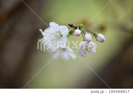 セイヨウミザクラ(西洋実桜) セイヨウミザクラ(西洋実桜) 100468817