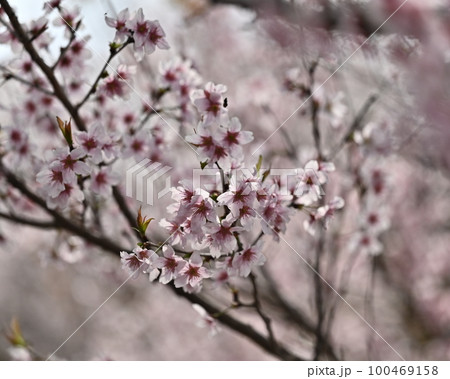 アーモンドの花(Almond) 100469158