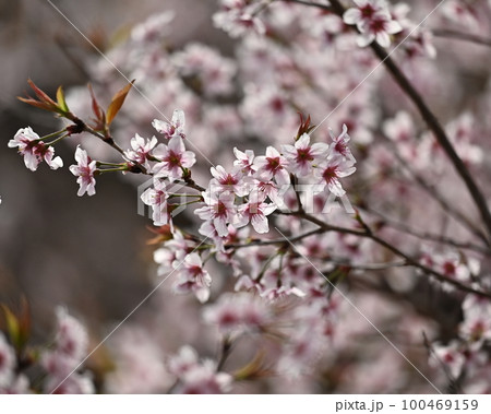 アーモンドの花(Almond) 100469159