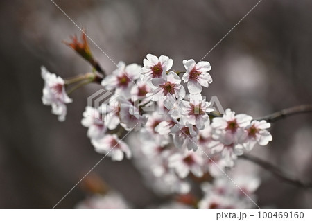 アーモンドの花(Almond) アーモンドの花(Almond) 100469160