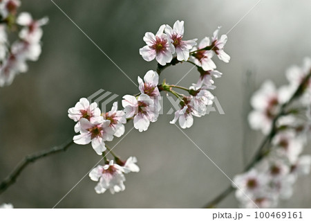 アーモンドの花(Almond) アーモンドの花(Almond) 100469161