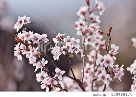 アーモンドの花(Almond) アーモンドの花(Almond) 100469170