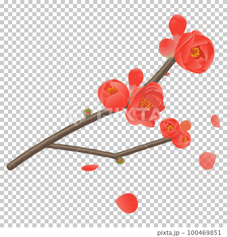 Mokko (bokeh) flowers, branches with buds, and petals 100469851