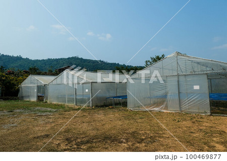 Green house for drying coffee beans. The natural drying of the coffee beans by the honey process, removed bulb and remaining sweet for dry. 100469877