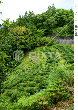 伏拝茶畑 100470030