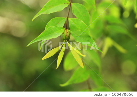 ツクバネの実 100470656