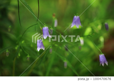 イワシャジン イワシャジン 100470676