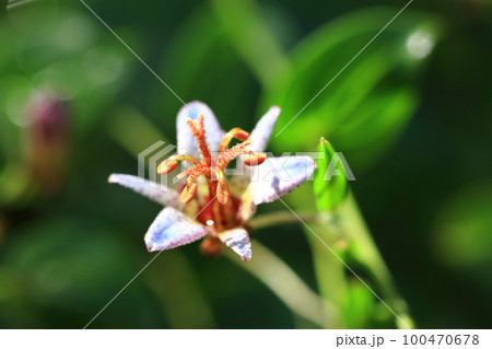 タイワンホトトギス 100470678