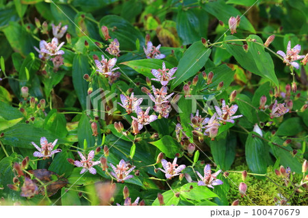 タイワンホトトギス 100470679