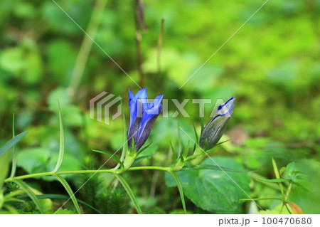 竜胆の花と蕾 100470680