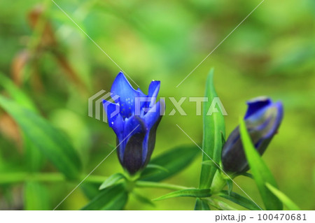 竜胆の花 100470681
