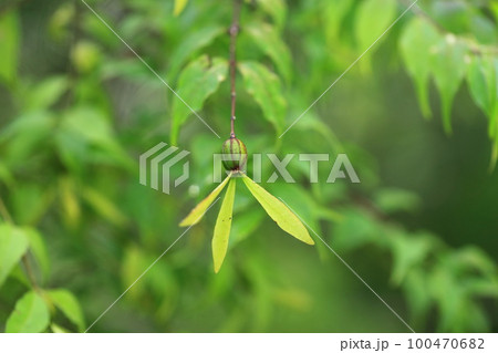 ツクバネ 100470682